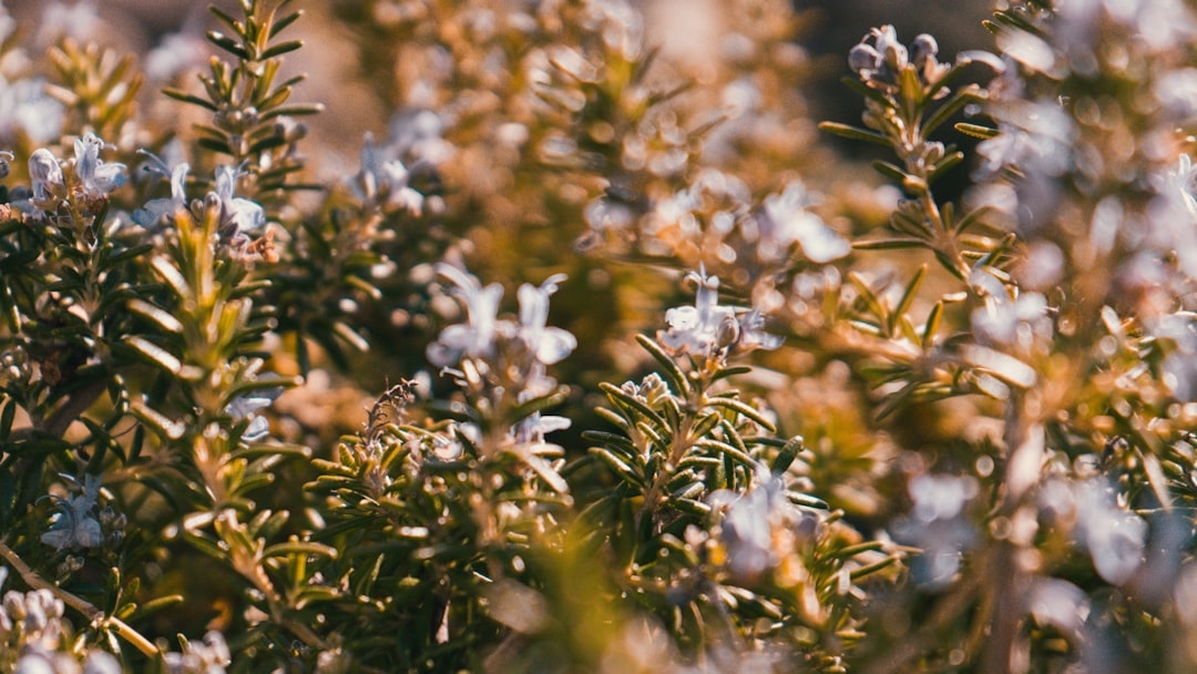 How Much Rosemary Oil for Hair: The Complete Dosage Guide